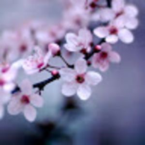 Meet your Posher, Tonya